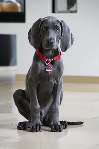 Free Weimaraner puppy image, public domain dog CC0 photo.