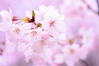 Free pink cherry blossom image, public domain flower CC0 photo.