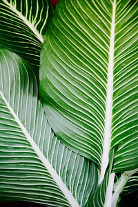 Large leaves close up, free public domain CC0 photo