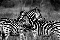 Free zebra in the wild image, public domain CC0 photo.