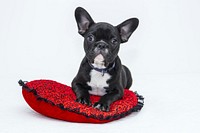 Free French Bulldog puppy image, public domain pet CC0 photo.