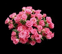 Free pink roses image, public domain flower CC0 photo.