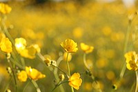 Free rapeseed field image, public domain flower CC0 photo.