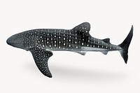Whale shark, sea animal isolated image