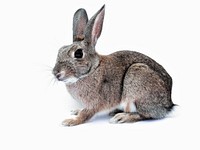 Free cute bunny background image, public domain CC0 photo.