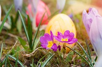 Free painted eggs image, public domain Easter CC0 photo.