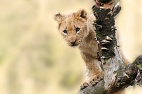 Free lion cub image, public domain wild animal CC0 photo.