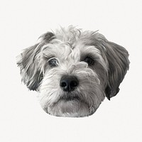 Miniature Schnauzer puppy sticker, pet animal isolated image psd