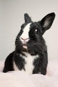 Free cute bunny background image, public domain CC0 photo.