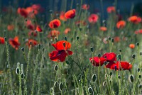 Free red poppy image, public domain flower CC0 photo.