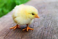 Free chick image, public domain animal CC0 photo.