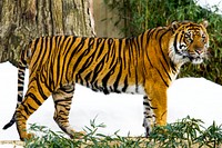 Sumatran Tiger (2009) by Mehgan Murphy. Original from Smithsonian&#39;s National Zoo. Digitally enhanced by rawpixel.