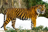 Sumatran Tiger (2009) by Mehgan Murphy. Original from Smithsonian's National Zoo. Digitally enhanced by rawpixel.