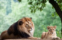 African Lion (2011) by Mehgan Murphy. Original from Smithsonian's National Zoo. Digitally enhanced by rawpixel.