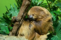 Linne&#39;s Two-toed Sloth (2014) by Clyde Nishimura, FONZ Photo Club. Original from Smithsonian&#39;s National Zoo. Digitally enhanced by rawpixel.