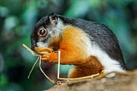 Prevost's Squirrel (2015) by Clyde Nishimura, FONZ Photo Club. Original from Smithsonian's National Zoo. Digitally enhanced by rawpixel.