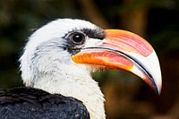 Von der Decken's Hornbill (2016) by Clyde Nishimura, FONZ Photo Club. Original from Smithsonian's National Zoo. Digitally enhanced by rawpixel.