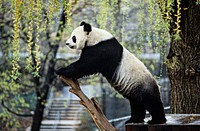Giant Panda (1985) by Jessie Cohen. Original from Smithsonian's National Zoo. Digitally enhanced by rawpixel.