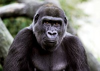 Lowland Gorilla (2002) by Jessie Cohen. Original from Smithsonian's National Zoo. Digitally enhanced by rawpixel.