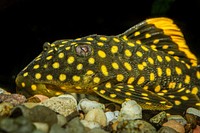 Gold Nugget Plecostomus (2016) by Stan Bysshe. Original from Smithsonian's National Zoo. Digitally enhanced by rawpixel.