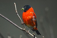 Red Siskin (2016). Original from Smithsonian&#39;s National Zoo. Digitally enhanced by rawpixel.