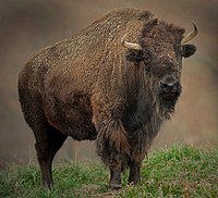 American Bison (2011) by Joe Alderman. Original from Smithsonian&#39;s National Zoo. Digitally enhanced by rawpixel.