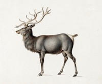 European Elk by Peter Rindisbacher. Original from The National Gallery of Art. Digitally enhanced by rawpixel.