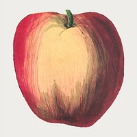 Vintage apple vector fruit woodcut print, remix from artworks by by Marcius Willson and N.A. Calkins