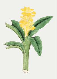 Ginger Curcuma flower vector antique style, vintage Japanese art remix from the David Murray collection