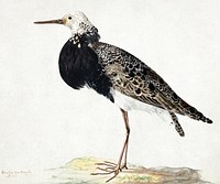 Standing Ruff painting in high resolution by Gerardus van Veen (1620-1683). Original from Getty Museum. Digitally enhanced by rawpixel.