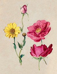 A Sheet of Studies with French Roses and an Oxeye Daisy (1570) illustration in high resolution by Jacques Le Moyne de Morgues. Original from Getty Museum. Digitally enhanced by rawpixel.