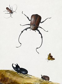 Four Beetles and a Flying Stink Bug (1715) drawing in high resolution by Nicolaas Struyck. Original from Getty Museum. Digitally enhanced by rawpixel.