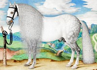 A Dappled Gray Stallion Tethered in a Landscape (1584-1587) painting in high resolution. Original from Getty Museum. Digitally enhanced by rawpixel.