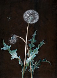 Dandelion (1755) painting in high resolution by Barbara Regina Dietzsch. Original from Getty Museum. Digitally enhanced by rawpixel.