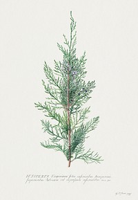 Juniper illustration in high resolution by Georg Dionysius Ehret (1708-1770). Original from Getty Museum. Digitally enhanced by rawpixel.