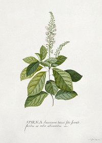 Cinnamomum illustration in high resolution by Georg Dionysius Ehret (1708-1770). Original from Getty Museum. Digitally enhanced by rawpixel.