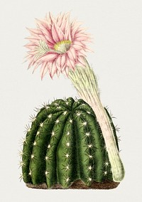 Hand drawn dwarf chin cactus. Original from Biodiversity Heritage Library. Digitally enhanced by rawpixel.