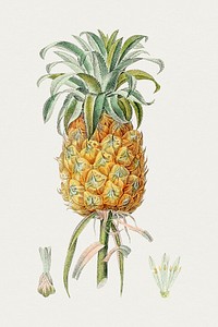 Hand drawn pineapple. Original from Biodiversity Heritage Library. Digitally enhanced by rawpixel.