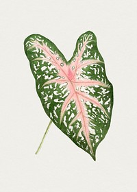 Hand drawn caladium Carolyn Whorton leaf. Original from Biodiversity Heritage Library. Digitally enhanced by rawpixel.