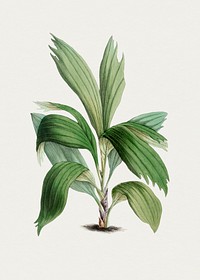 Hand drawn areca palm. Original from Biodiversity Heritage Library. Digitally enhanced by rawpixel.