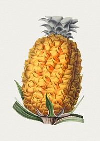 Hand drawn pineapple. Original from Biodiversity Heritage Library. Digitally enhanced by rawpixel.