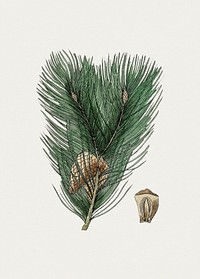 Hand drawn scots pine. Original from Biodiversity Heritage Library. Digitally enhanced by rawpixel.