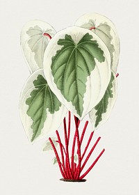 Hand drawn tatarian dogwood plant. Original from Biodiversity Heritage Library. Digitally enhanced by rawpixel.