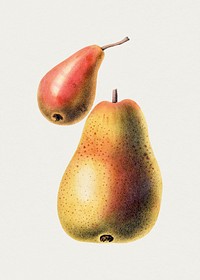 Hand drawn Williams pear. Original from Biodiversity Heritage Library. Digitally enhanced by rawpixel.
