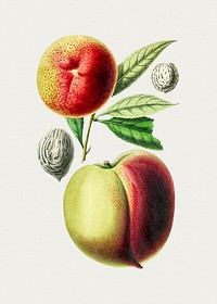 Hand drawn peach. Original from Biodiversity Heritage Library. Digitally enhanced by rawpixel.