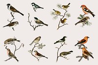 Mixed bird vector illustration set