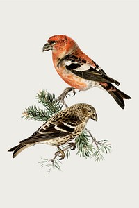 Vector two-barred crossbill bird hand drawn