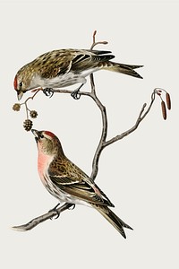 Vector common linnet bird hand drawn