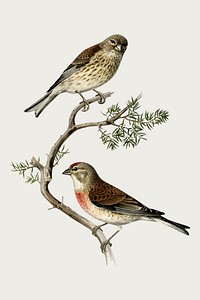 Vector common linnet bird hand drawn