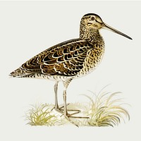 Snipe bird vector vintage drawing